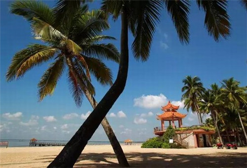 空心菜叶子炒不炒熟可以吃吗（空心菜的叶子能炒着吃吗）